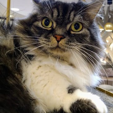 猫カフェモカ　立川店に投稿された画像（2023/11/25）