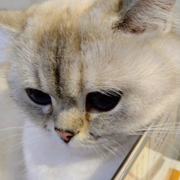 猫カフェモカ　立川店に投稿された画像（2023/11/25）