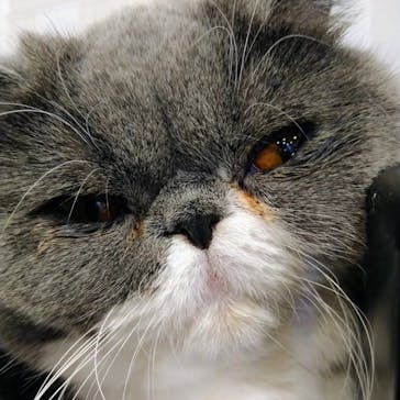 猫カフェモカ　立川店に投稿された画像（2023/11/25）