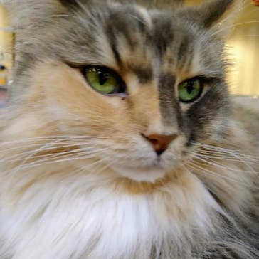 猫カフェモカ　立川店に投稿された画像（2023/11/25）