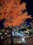 国営昭和記念公園 秋の夜散歩に投稿された画像（2023/11/25）