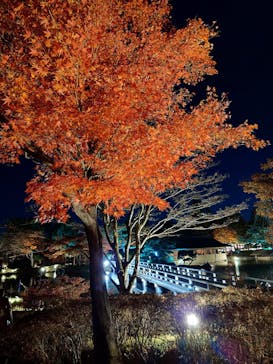 国営昭和記念公園 秋の夜散歩に投稿された画像（2023/11/25）