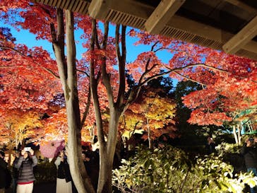 国営昭和記念公園 秋の夜散歩に投稿された画像（2023/11/25）