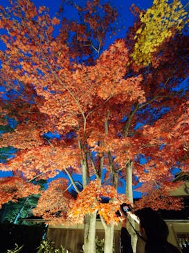 国営昭和記念公園 秋の夜散歩に投稿された画像（2023/11/25）