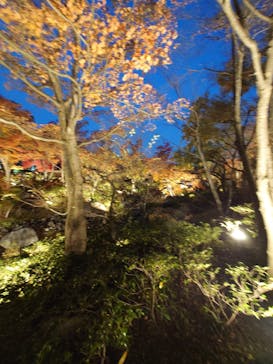 国営昭和記念公園 秋の夜散歩に投稿された画像（2023/11/25）