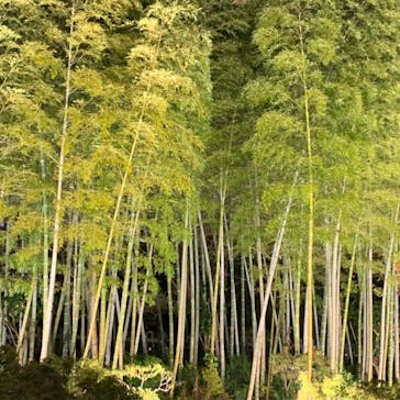 国営昭和記念公園 秋の夜散歩に投稿された画像（2023/11/25）