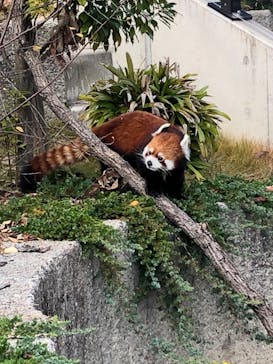 名古屋市東山動植物園に投稿された画像（2023/11/25）