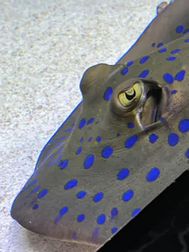 マクセル アクアパーク品川に投稿された画像（2023/11/25）