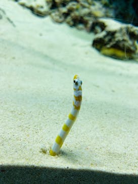 アクアワールド茨城県大洗水族館に投稿された画像（2023/11/25）