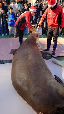 ゼロ距離水族館 伊勢シーパラダイスに投稿された画像（2023/11/25）