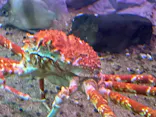 名古屋港水族館に投稿された画像（2023/11/25）