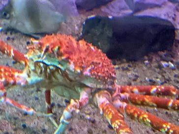 名古屋港水族館に投稿された画像（2023/11/25）