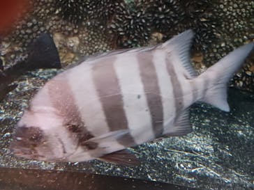 しながわ水族館に投稿された画像（2023/11/25）