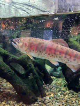 しながわ水族館に投稿された画像（2023/11/25）