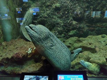 串本海中公園水族館に投稿された画像（2023/11/25）