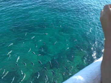 串本海中公園水族館に投稿された画像（2023/11/25）