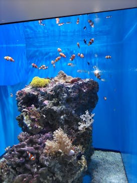 アクアワールド茨城県大洗水族館に投稿された画像（2023/11/25）