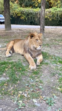 群馬サファリパークに投稿された画像（2023/11/25）