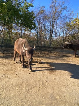 群馬サファリパークに投稿された画像（2023/11/25）