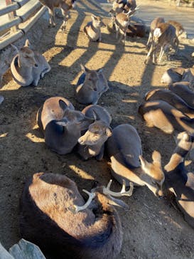 群馬サファリパークに投稿された画像（2023/11/25）