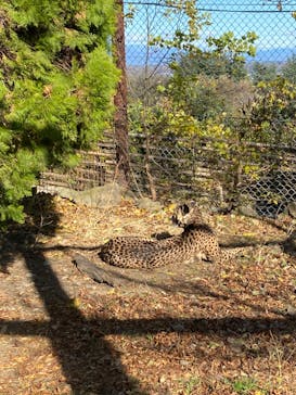 群馬サファリパークに投稿された画像（2023/11/25）