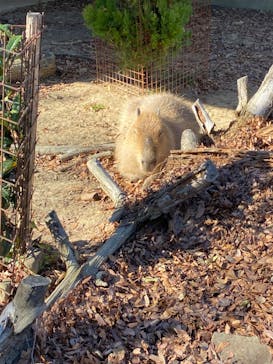 群馬サファリパークに投稿された画像（2023/11/25）