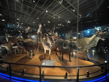 国立科学博物館に投稿された画像（2023/11/25）