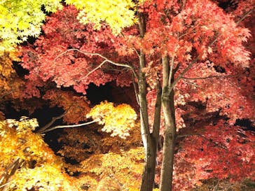 国営昭和記念公園 秋の夜散歩に投稿された画像（2023/11/25）