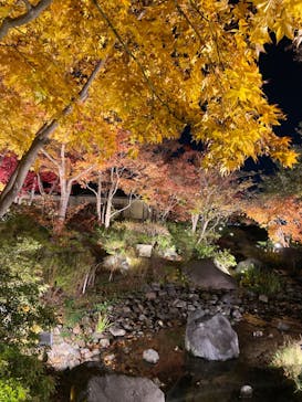 国営昭和記念公園 秋の夜散歩に投稿された画像（2023/11/25）