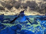 すみだ水族館に投稿された画像（2023/11/25）