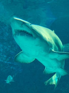 マリンワールド海の中道に投稿された画像（2023/11/25）