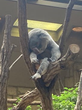 名古屋市東山動植物園に投稿された画像（2023/11/25）