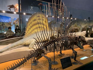 福井県立恐竜博物館に投稿された画像（2023/11/25）