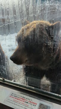 のぼりべつクマ牧場に投稿された画像（2023/11/25）