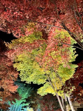 国営昭和記念公園 秋の夜散歩に投稿された画像（2023/11/25）