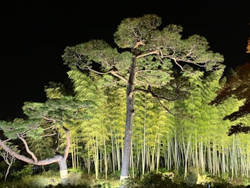 国営昭和記念公園 秋の夜散歩に投稿された画像（2023/11/25）