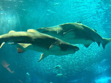 マリンワールド海の中道に投稿された画像（2023/11/25）