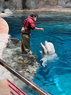 名古屋港水族館に投稿された画像（2023/11/25）