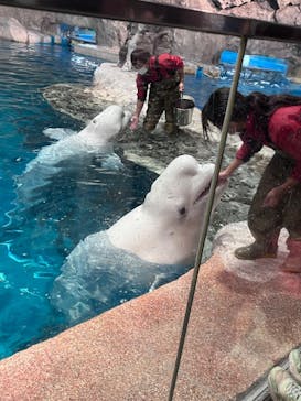 名古屋港水族館に投稿された画像（2023/11/25）