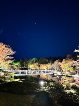 国営昭和記念公園 秋の夜散歩に投稿された画像（2023/11/25）