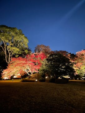 六義園に投稿された画像（2023/11/25）