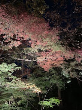 六義園に投稿された画像（2023/11/25）