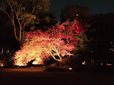 六義園に投稿された画像（2023/11/25）