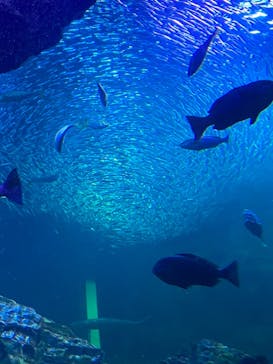 京都水族館に投稿された画像（2023/11/25）