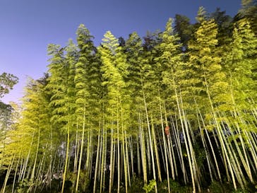 国営昭和記念公園 秋の夜散歩に投稿された画像（2023/11/25）