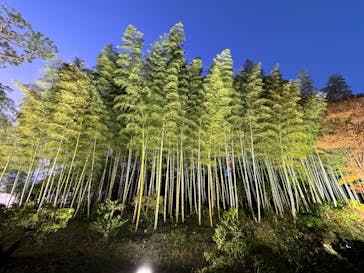 国営昭和記念公園 秋の夜散歩に投稿された画像（2023/11/25）