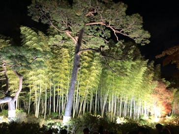 国営昭和記念公園 秋の夜散歩に投稿された画像（2023/11/25）