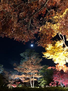 国営昭和記念公園 秋の夜散歩に投稿された画像（2023/11/25）