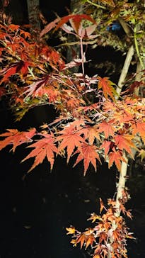 江戸東京たてもの園に投稿された画像（2023/11/25）