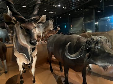 国立科学博物館に投稿された画像（2023/11/25）